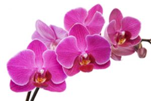1orchid