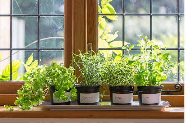herbs in kitchen