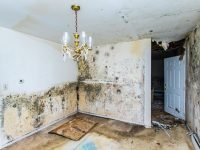 What to do about mould and mildew