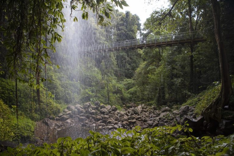 Waterfall Way scenic drive passing through Dorrigo National Park