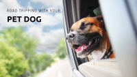 Take your dog on a caravan trip. Here's how.