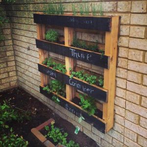 sow your herb garden in spring for summer